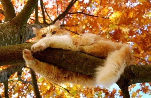 chat_automne_0.jpg